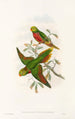 Die Vögel Neuguineas und der angrenzenden Papuas-Inseln Pl42 - John Gould — Ansicht des Kunstwerks
