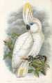 Die Vögel von Neuguinea und den angrenzenden Papua-Inseln Pl45 - John Gould — Ansicht des Kunstwerks