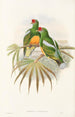 Die Vögel von Neuguinea und den angrenzenden Papuas-Inseln Pl50 - John Gould — Ansicht des Kunstwerks