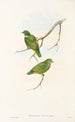 Die Vögel von Neuguinea und den angrenzenden Papuas-Inseln Pl51 - John Gould — Ansicht des Kunstwerks