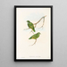 Die Vögel von Neuguinea und den angrenzenden Papuas-Inseln Pl51 - John Gould — gerahmtes Bild an der Wand