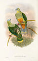 Die Vögel Neuguineas und der angrenzenden Papuas-Inseln Pl53 - John Gould — Ansicht des Kunstwerks