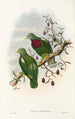 Die Vögel Neuguineas und der angrenzenden Papuas-Inseln Pl54 - John Gould — Ansicht des Kunstwerks