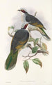 Die Vögel von Neuguinea und den angrenzenden Papua-Inseln Pl56 - John Gould — Ansicht des Kunstwerks