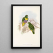 Die Vögel von Neuguinea und den angrenzenden Papuas-Inseln Pl57 - John Gould — gerahmtes Bild an der Wand