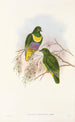 Die Vögel von Neuguinea und den angrenzenden Papuas-Inseln Pl57 - John Gould — Ansicht des Kunstwerks