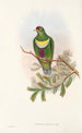 Die Vögel von Neuguinea und den angrenzenden Papua-Inseln Pl58 - John Gould — Ansicht des Kunstwerks