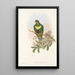 Die Vögel von Neuguinea und den angrenzenden Papua-Inseln Pl58 - John Gould — gerahmtes Bild an der Wand