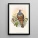 Die Vögel von Neuguinea und den angrenzenden Papuas-Inseln Pl60 - John Gould — gerahmtes Bild an der Wand