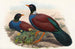 Die Vögel Neuguineas und der angrenzenden Papuas-Inseln Pl61 - John Gould — Ansicht des Kunstwerks