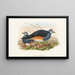Die Vögel von Neuguinea und den angrenzenden Papua-Inseln Pl62 - John Gould — gerahmtes Bild an der Wand