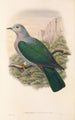 Die Vögel von Neuguinea und den angrenzenden Papua-Inseln Pl64 - John Gould — Ansicht des Kunstwerks