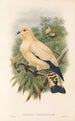 Die Vögel von Neuguinea und den angrenzenden Papuas-Inseln Pl66 - John Gould — Ansicht des Kunstwerks