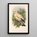 Die Vögel von Neuguinea und den angrenzenden Papuas-Inseln Pl66 - John Gould — gerahmtes Bild an der Wand