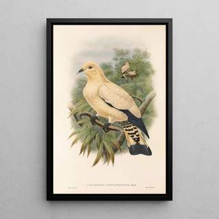 John Gould - The Birds of New Guinea and the adjacent Papuan islands Pl66.webp
