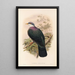 Die Vögel von Neuguinea und den angrenzenden Papuas-Inseln Pl67 - John Gould — gerahmtes Bild an der Wand