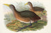 Die Vögel von Neuguinea und den angrenzenden Papuas-Inseln Pl69 - John Gould — Ansicht des Kunstwerks