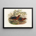 Die Vögel Neuguineas und der angrenzenden Papuas-Inseln Pl70 - John Gould — gerahmtes Bild an der Wand