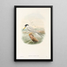 Die Vögel von Neuguinea und den angrenzenden Papuas-Inseln Pl72 - John Gould — gerahmtes Bild an der Wand