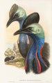 Die Vögel von Neuguinea und den angrenzenden Papuas-Inseln Pl73 - John Gould — Ansicht des Kunstwerks