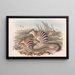 Die Säugetiere Australiens Pl004 - John Gould — gerahmtes Bild an der Wand