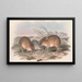 Die Säugetiere Australiens Pl006 - John Gould — gerahmtes Bild an der Wand