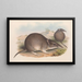 Die Säugetiere Australiens Pl011 - John Gould — gerahmtes Bild an der Wand
