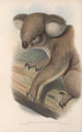 Die Säugetiere Australiens Pl013 - John Gould — Ansicht des Kunstwerks