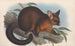 Die Säugetiere Australiens Pl015 - John Gould — Ansicht des Kunstwerks