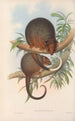 Die Säugetiere Australiens Pl018 - John Gould — Ansicht des Kunstwerks