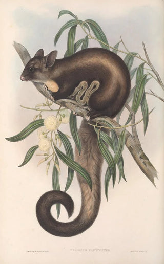 John Gould - The mammals of Australia Pl021.webp