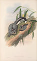 Die Säugetiere Australiens Pl024 - John Gould — Ansicht des Kunstwerks