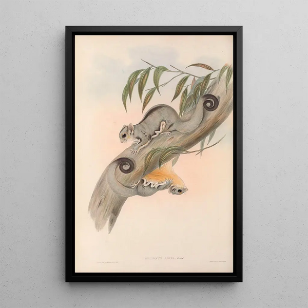 John Gould - The mammals of Australia Pl025.webp