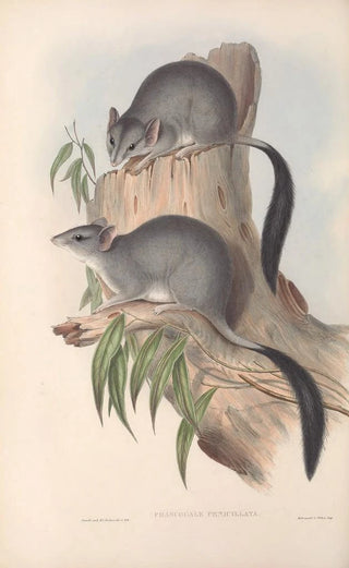 John Gould - The mammals of Australia Pl026.webp