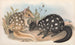 Die Säugetiere Australiens Pl029 - John Gould — Ansicht des Kunstwerks