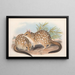 Die Säugetiere Australiens Pl030 - John Gould — gerahmtes Bild an der Wand