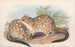 Die Säugetiere Australiens Pl030 - John Gould — Ansicht des Kunstwerks