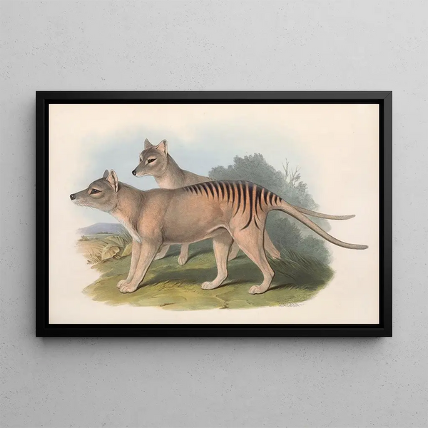 Die Säugetiere Australiens, Pl. 032 - John Gould — gerahmtes Bild an der Wand