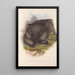 Die Säugetiere Australiens Pl033 - John Gould — gerahmtes Bild an der Wand