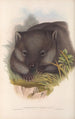 Die Säugetiere Australiens Pl033 - John Gould — Ansicht des Kunstwerks