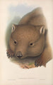Die Säugetiere Australiens Pl034 - John Gould — Ansicht des Kunstwerks