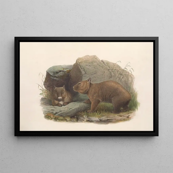 John Gould - The mammals of Australia Pl036.webp