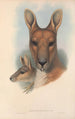 Die Säugetiere Australiens Pl044 - John Gould — Ansicht des Kunstwerks