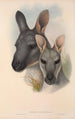 Die Säugetiere Australiens Pl046 - John Gould — Ansicht des Kunstwerks