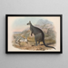 Die Säugetiere Australiens, Pl047 - John Gould — gerahmtes Bild an der Wand