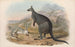 Die Säugetiere Australiens, Pl047 - John Gould — Ansicht des Kunstwerks