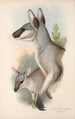 Die Säugetiere Australiens Pl048 - John Gould — Ansicht des Kunstwerks