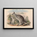 Die Säugetiere Australiens Pl049 - John Gould — gerahmtes Bild an der Wand