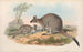 Die Säugetiere Australiens Pl053 - John Gould — Ansicht des Kunstwerks