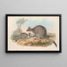 Die Säugetiere Australiens Pl053 - John Gould — gerahmtes Bild an der Wand